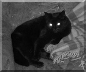 Merlin
