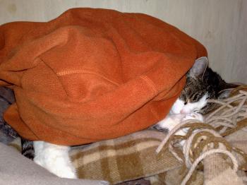 lifeblog image